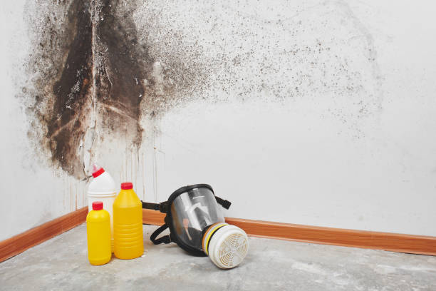 Best Fast Mold Removal  in Chalfant, CA
