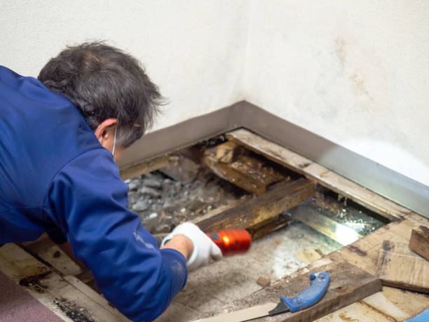 Professional Mold Removal in Chalfant, CA