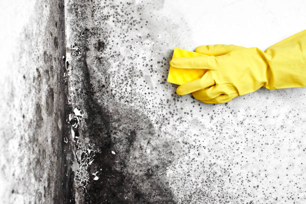 Best Professional Mold Removal  in Chalfant, CA
