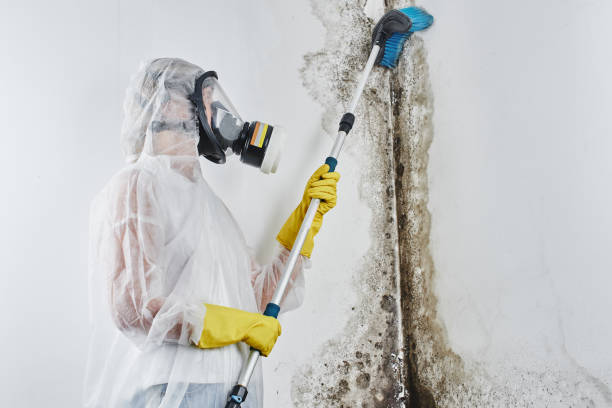 Home Mold Removal in Chalfant, CA