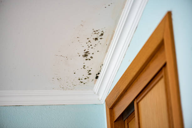 Best Mold Removal Near Me  in Chalfant, CA
