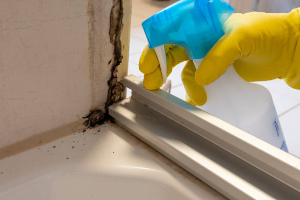Best Mold Damage Repair  in Chalfant, CA