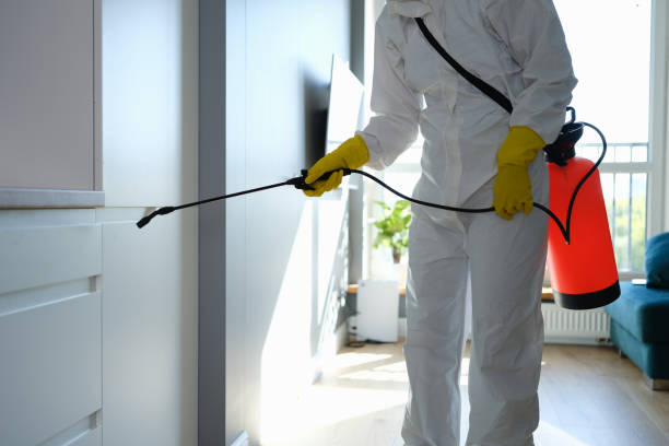 Best Mold Remediation  in Chalfant, CA