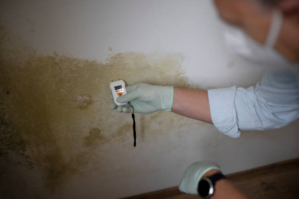 Best Mold Testing  in Chalfant, CA