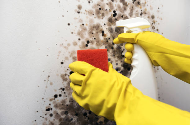 Best Toxic Mold Removal  in Chalfant, CA
