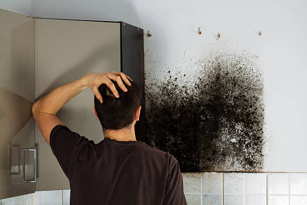Best Emergency Mold Removal  in Chalfant, CA