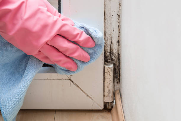 Best Best Mold Removal Companies  in Chalfant, CA