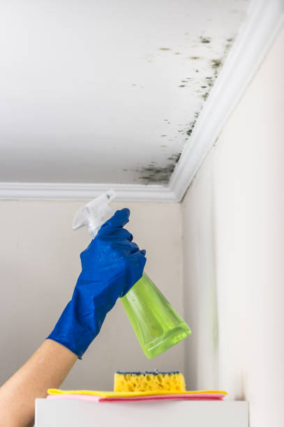 Best Crawl Space Mold Removal  in Chalfant, CA